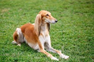 Иранская борзая салюки