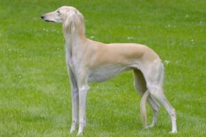 Грациозная порода салюки