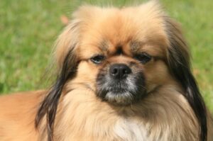 Тобби описание породы Тибетский спаниель: описание породы