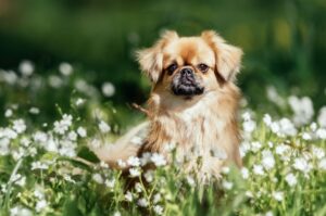 Тибетский спаниель: фото Тобби фото