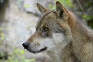 Волчья собака Сарлоса крупным планом Волчья собака Сарлоса: фото крупным планом