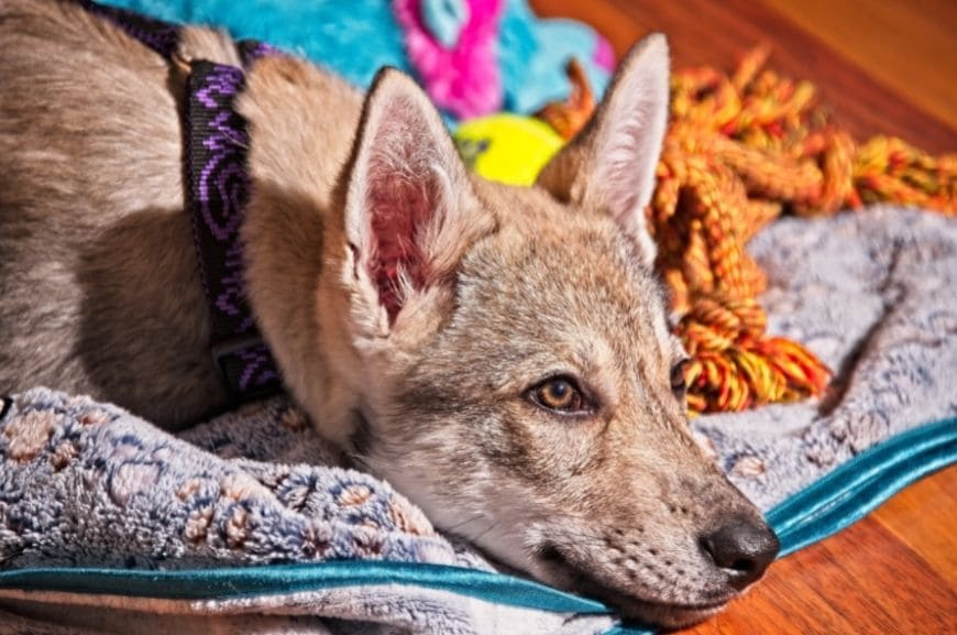 Волчья собака Сарлоса: здоровье и болезни породы 