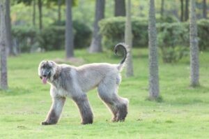 Порода афганская борзая