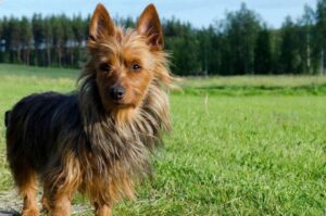 Умный австралийский терьер Интеллектуальный австралийский терьер