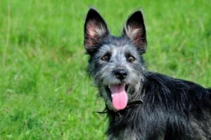 Фото австралийского терьера Красивое фото австралийского терьера