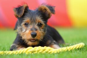 Щенок терьера австралийского Щенок австралийский терьер (фото)