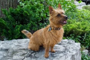 Собака австралийский терьер Терьер австралийский