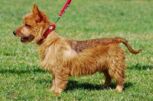 Австралийский рыжий терьер Австралийский терьер рыжего окраса