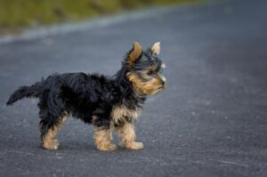 Щеночек австралийского терьера Милый щеночек австралийского терьера