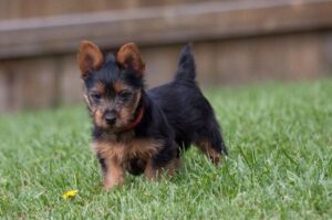 Красивый щенок австралийского терьера Милый щенок австралийского терьера