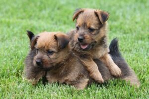 Щенки австралийского терьера Два щенка породы австралийский терьер