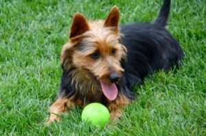 Австралийский терьер лежит на траве Австралийский терьер лежит на траве с мячом