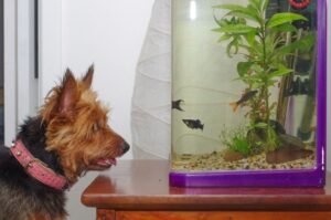 Любопытный австралийский терьер Австралийский терьер у аквариума