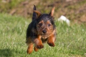 Щенок собаки породы австралийский терьер Красивый щенок породы австралийский терьер