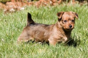 Щенок австралийского терьера играет в траве Щенок австралийского терьера резвиться в траве