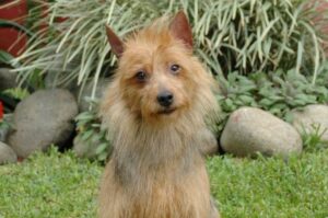 Австралийский терьер – портретное фото Австралийский терьер – красивое фото