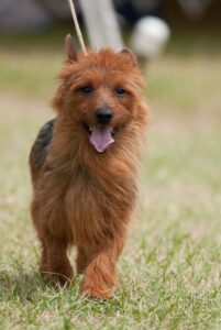 Собачка австралийский терьер Редкая порода в России австралийский терьер