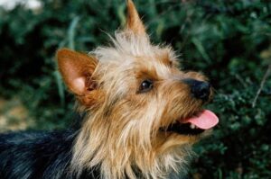 Порода австралийский терьер Австралийский терьер: мордочка крупным планом