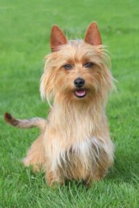 Австралийский терьер – фотография Фотография австралийского терьера