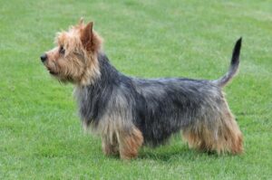 Австралийский терьер стандарт породы Австралийский терьер стандарт FCI