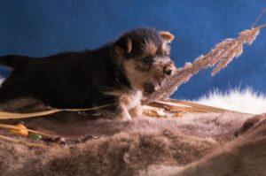 Портрет щенка австралийского терьера Фото щенка австралийского терьера