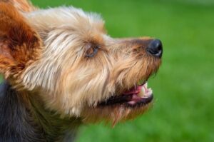 Австралийский терьер: фото Австралийский терьер: фото крупным планом