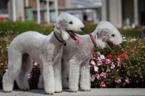 Красивые бедлингтон-терьеры Фото красивых бедлингтон-терьеров