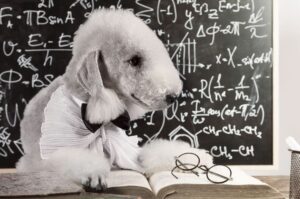 Портрет бедлингтон-терьера Постановочное фото бедлингтон-терьера