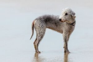 Бедлингтон-терьер на берегу реки Мокрый бедлингтон-терьер
