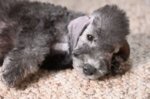 Щенок бедлингтона Красивый щенок бедлингтон-терьера