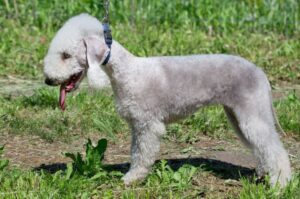 Собака бедлингтон Собака-овечка бедлингтон