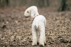 Порода собак бедлингтон-терьер Английский бедлингтон-терьер