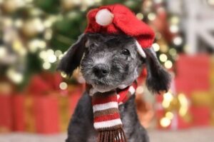 Маленький щенок бедлингтон-терьера Забавный щенок бедлингтон-терьера