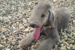 Бедлингтон-терьер лежит на камешках Бедлингтон-терьер фото