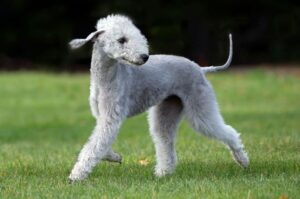 Бедлингтон-терьер: порода собак похожих на овечку Порода собак похожих на овечку