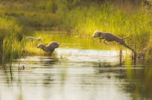 Бедлингтон-терьеры Бедлингтон-терьеры на охоте