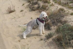 Бедлингтон-терьер на прогулке Бедлингтон-терьер гуляет