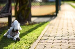 Собака бедлингтон-терьер Порода бедлингтон-терьер