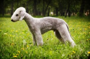 Фотография собаки породы бедлингтон-терьер Фотография бедлингтон-терьера