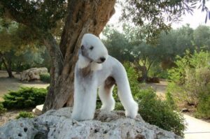 Терьер бедлингтон Бедлингтон-терьер особенности породы