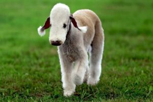 Бедлингтон-терьер – собака-барашек Бедлингтон-терьер: красивое фото