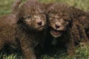 Два щенка бедлингтон-терьера Два милых щенка бедлингтон-терьера