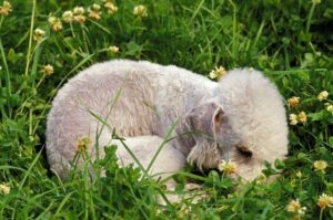 Спящий щенок бедлингтон-терьера Бедлингтон-терьер отдыхает в траве