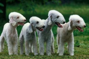 Бедлингтон-терьеры 4 собаки породы бедлингтон-терьер