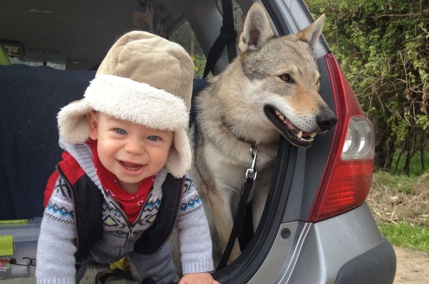 Чехословацкая волчья собака с ребенком 