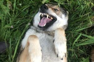 Влчак чехословацкий: фото Чешский волкособ