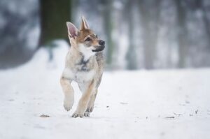 Щенок чехословацкой волчьей овчарки Щенок чехословацкого влчака