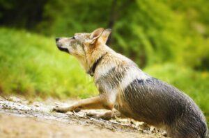 Чешская волчья собака Чешская волчья собака: фото