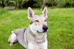 Чехословацкий влчак лежит на траве Чехословацкий влчак лежит на газоне