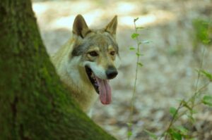 Чехословацкая волчья собака в лесу Чехословацкая волчья собака: фото